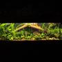 35 gallons planted tank (mostly live plants and fish) - 125 gallon 20 variety of plants 70 tetras and 15 bottom feeders.