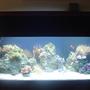 60 gallons reef tank (mostly live coral and fish) - 60 gallon, i have 15 snails 15 hermits 2 emerald crabs a pair of marroon clowns, yellow eyed tang, randall's goby and pistol shrimp pair, lawnmower blenny and two firefish. 110 lbs of live fiji rock. equipment i am using: fluval 404 aqua c remora pro w/ rio 1400 pump w/ surface box 250w heater Orbit Compact Fluorescent Lunar Lights (48" w/4-65 watt), now being updatef to MH 2 zoomed power head for flow. an assorted mushroom rock, fox coral, purple star polyps, green tipped hammer, sun polyps, yellow polyps, xenia, kenya tree, leather ?, rbta, open brain