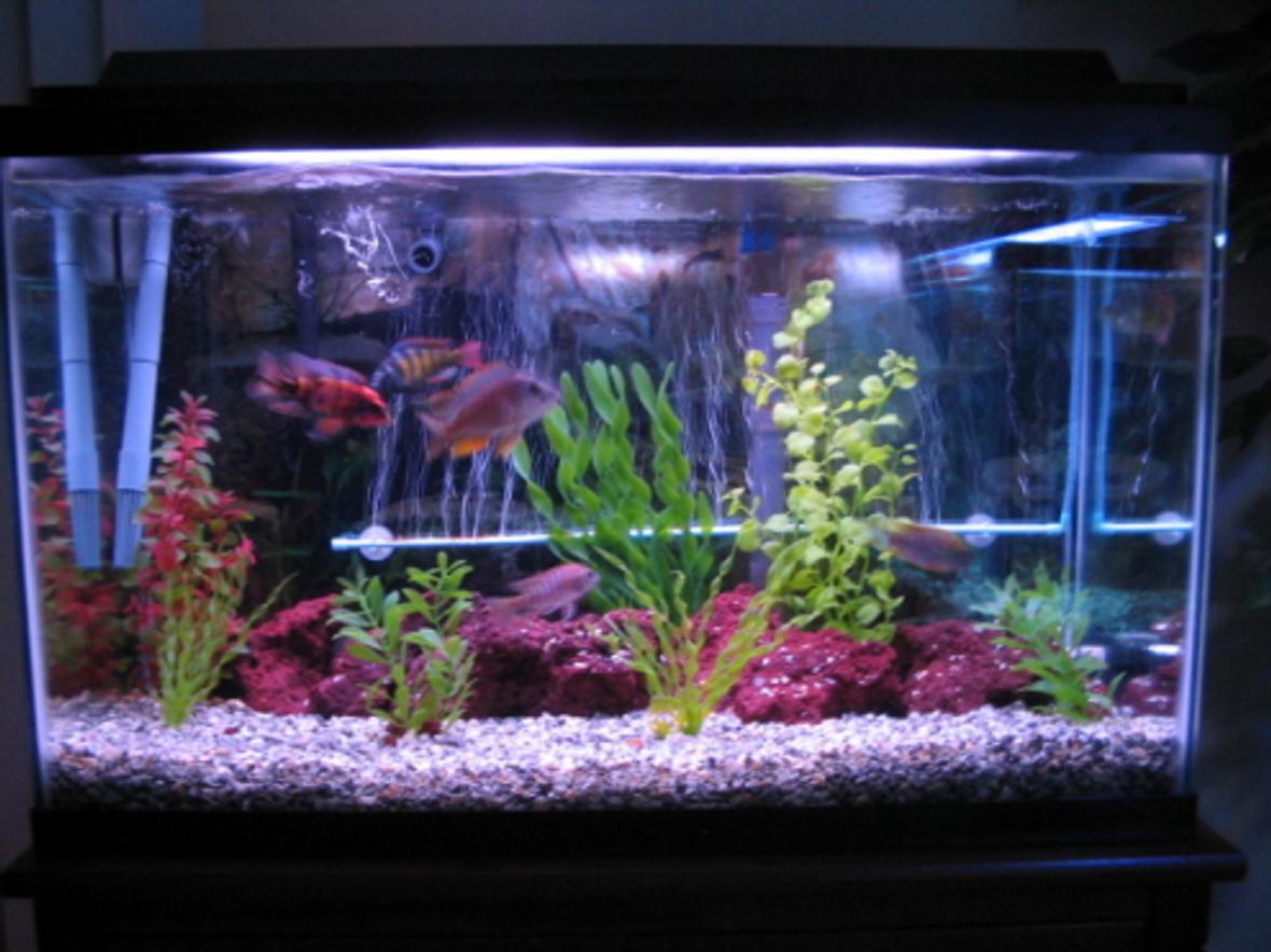 29 gallons freshwater fish tank (mostly fish and non-living decorations) - my tank