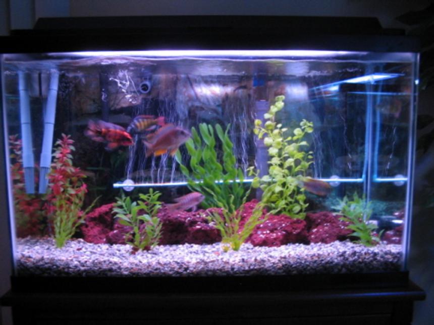 Rated #219: 29 Gallons Freshwater Fish Tank - my tank
