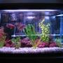 29 gallons freshwater fish tank (mostly fish and non-living decorations) - my tank