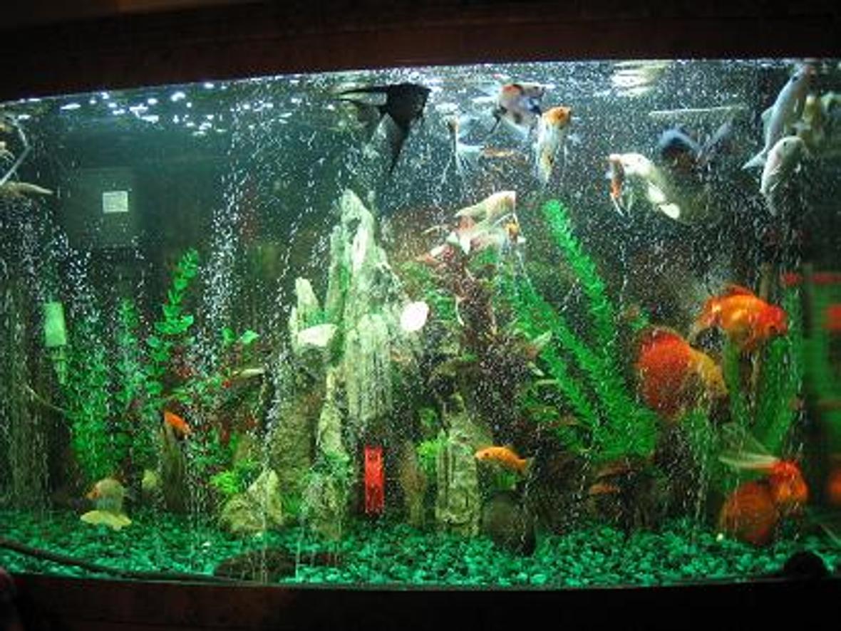 60 gallons freshwater fish tank (mostly fish and non-living decorations) - Just a little something of one of my tank