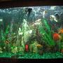 60 gallons freshwater fish tank (mostly fish and non-living decorations) - Just a little something of one of my tank