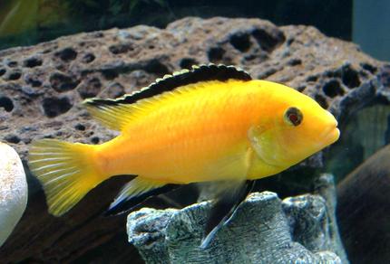 freshwater fish - labidochromis caeruleus - electric yellow cichlid stocking in 55 gallons tank - One of my Yellow Lab.