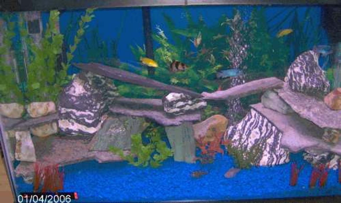 29 gallons freshwater fish tank (mostly fish and non-living decorations) - tank