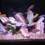 46 gallons freshwater fish tank (mostly fish and non-living decorations) - Malawi Cichlid Tank