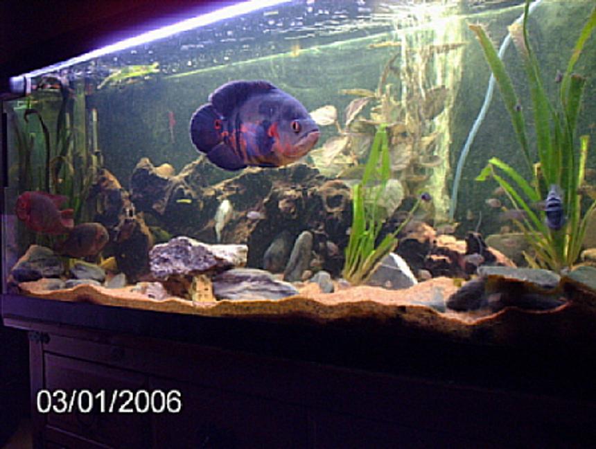 Rated #22: 200 Gallons Freshwater Fish Tank - chocolate cichlids/oscars/convits/plecos