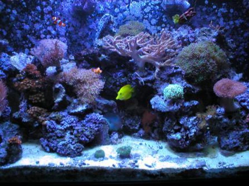 Rated #73: 110 Gallons Reef Tank - Full frontal with halide