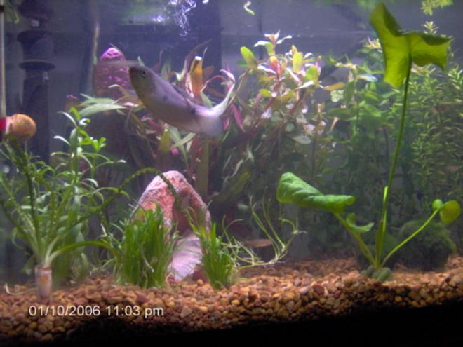 10 gallons planted tank (mostly live plants and fish) - Fish: 2 blue gouramis, 1 opaline gourami, 4 Tiger Danios, 1 snail. 

Plants: Moneywort, Banana Plant, Rotala Indica, Moss Balls/Marimo Balls/Tribbles (Cladophora aegagropila), Telanthera Rosefolia (Alternanthera reineckii), Crinum Calimistratum (very rare), Ammannia Senegalensis, micro sword, and two thers that I can't remember.