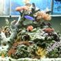 fish tank picture - Here is another front view of my reef tank. All fish get along just fine.