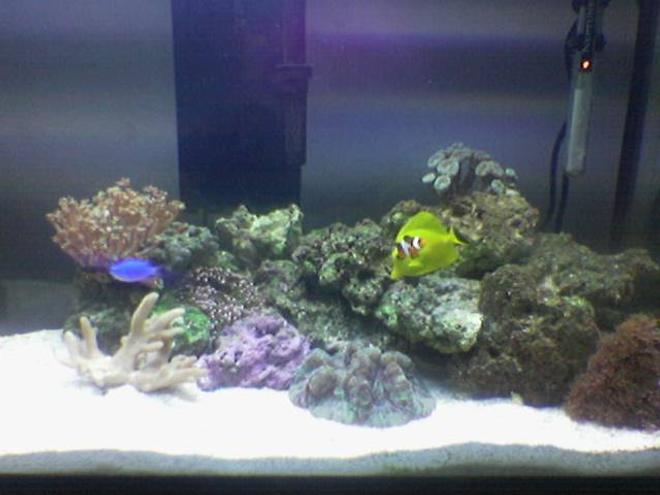 30 gallons reef tank (mostly live coral and fish) - Newly started 30 Gallon Reef Tank, 25 lbs of Fiji Live Rock - 40 lbs Live Sand - Aqualight™ Deluxe Series 130 Watts; Two-65 watt Coralife 50/50™ Compact - H.O.T. Magnum Canister Filter -Yellow Tang - Paracanthurus hepatus - True Percula Clown - Amphiprion percula - Orange Diamond Goby - Valencienna puellaris - Blue Devil Damsel - Chrysiptera cyanea - 10 Scarlet Hermit Crabs - 3 Large Turbo Snail - Turbo sp. - 3 Small  Peppermint Shrimp - Veined Shrimp & 2 Large Peppermint Shrimp - Veined Shrimp - Star Polyps (Green Assorted) - Clavularia species - Mushroom Polyp - Green Ricordea