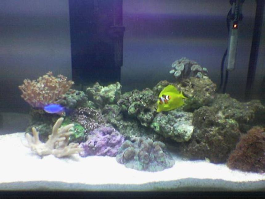 Rated #154: 30 Gallons Reef Tank - Newly started 30 Gallon Reef Tank, 25 lbs of Fiji Live Rock - 40 lbs Live Sand - Aqualight™ Deluxe Series 130 Watts; Two-65 watt Coralife 50/50™ Compact - H.O.T. Magnum Canister Filter -Yellow Tang - Paracanthurus hepatus - True Percula Clown - Amphiprion percula - Orange Diamond Goby - Valencienna puellaris - Blue Devil Damsel - Chrysiptera cyanea - 10 Scarlet Hermit Crabs - 3 Large Turbo Snail - Turbo sp. - 3 Small  Peppermint Shrimp - Veined Shrimp & 2 Large Peppermint Shrimp - Veined Shrimp - Star Polyps (Green Assorted) - Clavularia species - Mushroom Polyp - Green Ricordea