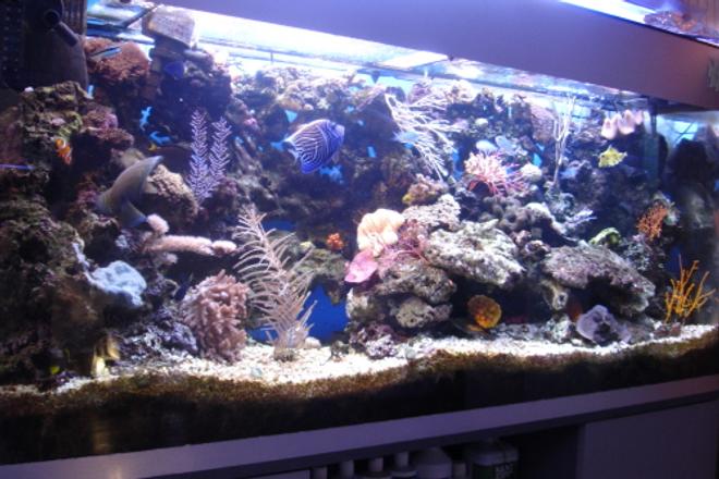 200 gallons reef tank (mostly live coral and fish) - PICTURE OF A COLOURFUL TANK WITH SOME OF THE HARDEST FISH AND CORALS TO KEEP ALIVE.