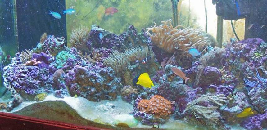 Rated #95: 120 Gallons Reef Tank - 120 Gallon Indo Pacific Reef biotope