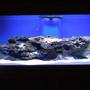 75 gallons saltwater fish tank (mostly fish, little/no live coral) - 75gal FO tank