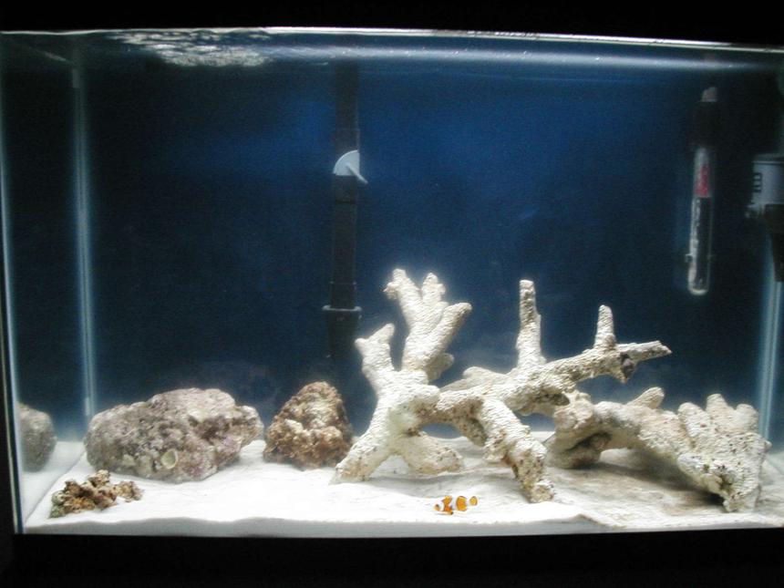 Rated #97: 30 Gallons Saltwater Fish Tank - after about a month and a half running