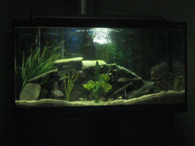 32 gallons freshwater fish tank (mostly fish and non-living decorations) - mixed cichlids