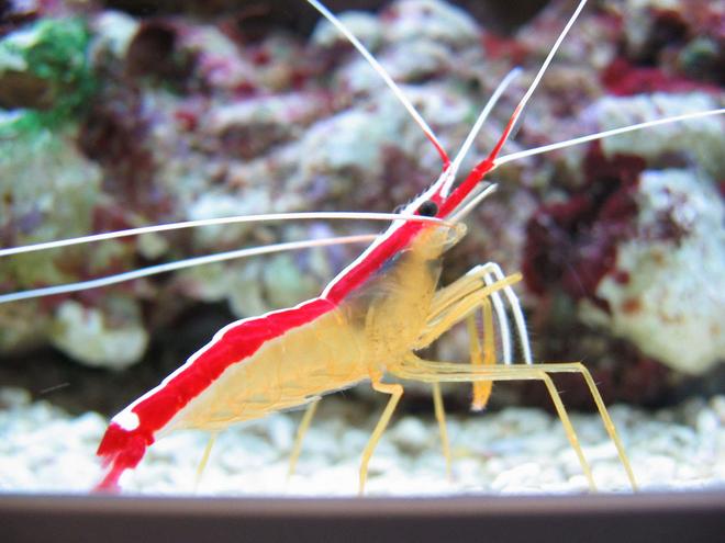 corals inverts - lysmata amboinensis - scarlet skunk cleaner shrimp stocking in 100 gallons tank - Lysmata amboinensis