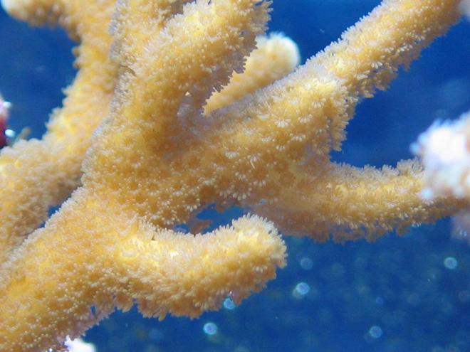 corals inverts - montipora digitata - montipora digitata, peach with white polyps stocking in 100 gallons tank - Montipora digitata
