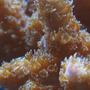 corals inverts - acropora sp. - tabling acropora coral stocking in 100 gallons tank - Acropora