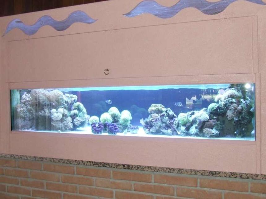 Rated #126: 250 Gallons Reef Tank - 250l,lps tridacne,xenia