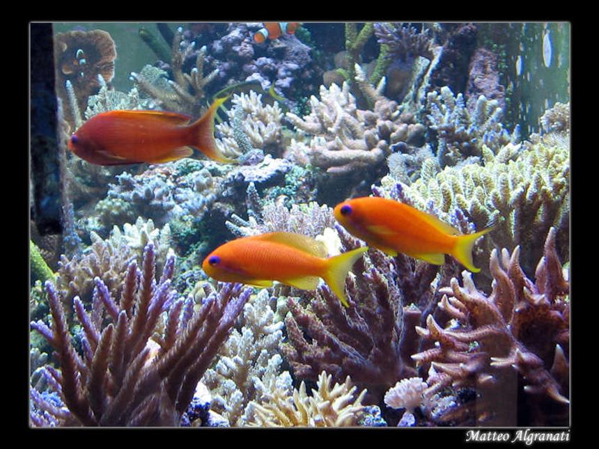 Rated #35: 30 Gallons Reef Tank - my reeftank