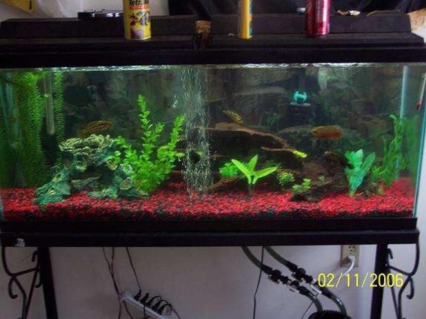 Rated #259: 55 Gallons Freshwater Fish Tank - well here it is one of my 55 gal.  jaguar tanks