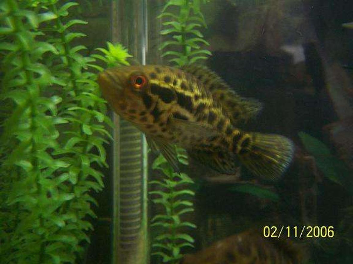 freshwater fish - nandopsis managuense - managuense cichlid stocking in 55 gallons tank - my proud father.