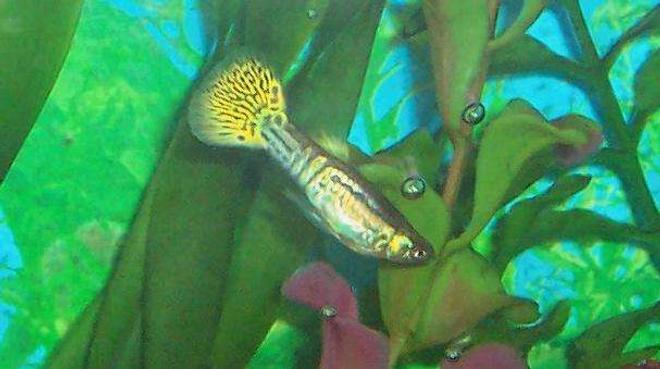 freshwater fish - poecilia reticulata - blue cobra guppy stocking in 80 gallons tank - My past guppy I raised. A yellow snake skin male.