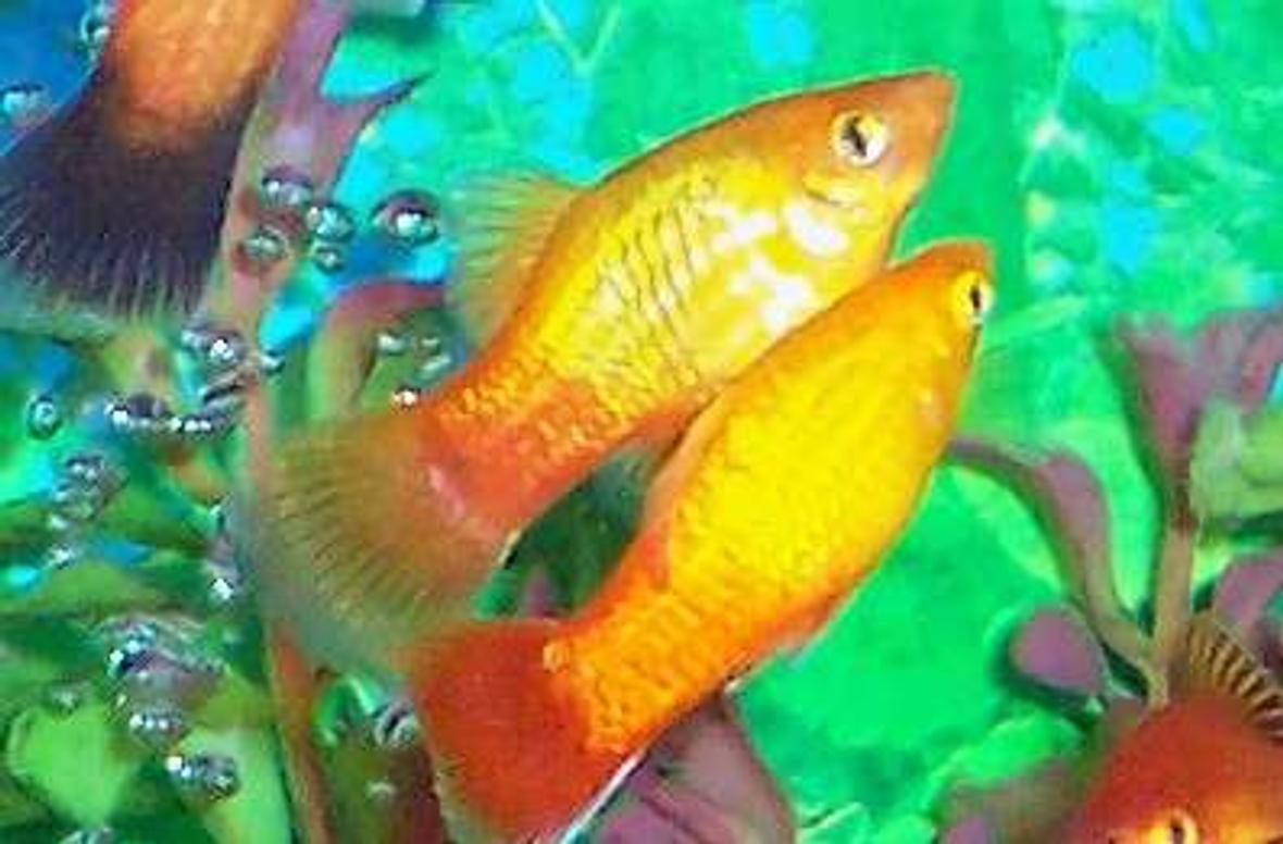 freshwater fish - xiphophorus maculatus - assorted platy stocking in 80 gallons tank - Platy pair.