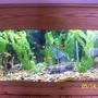 80 gallons freshwater fish tank (mostly fish and non-living decorations) - My 80 gallon.