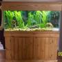 80 gallons freshwater fish tank (mostly fish and non-living decorations) - My 80 gallon.