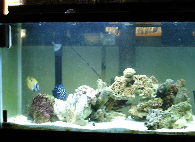 55 gallons saltwater fish tank (mostly fish, little/no live coral) - MY TNAK IS BETTER WHEN ALL THE FISH COME OUT. I DINT HAVE ANY SAMLL FISH FOR THE ANGLER, EEL LION FISH AND TOADFISH  TO COME OUT