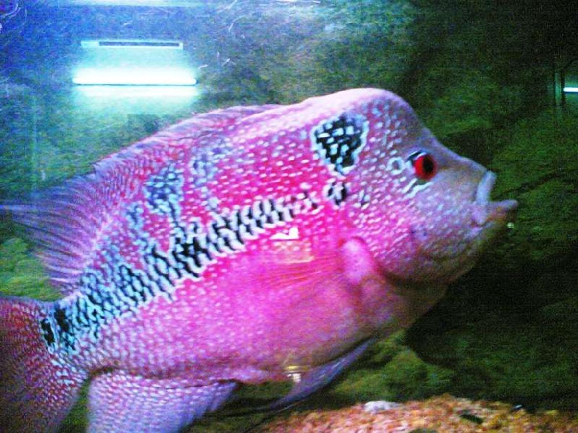 freshwater fish - cichlasoma sp. - flower horn cichlid stocking in 150 gallons tank - my lovely fh!! he's d king he's damn good!!!!