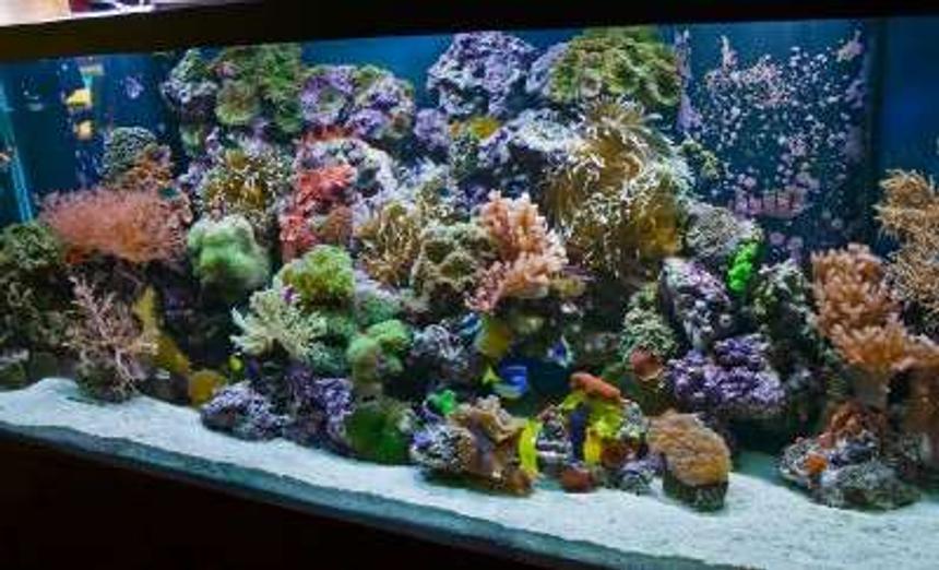 Rated #8: 220 Gallons Reef Tank - 220 Reef-- By Aquariums By Sissy, Midland TX. 
Full tank shot. Aquarium has 55 gal. refugium and 1200 Watts of metal halide 1400K, 4-96 watts of power compact actinic, and moon lights. 2-1200 mag drive return pumps and no other circulation, so no cords to be seen.