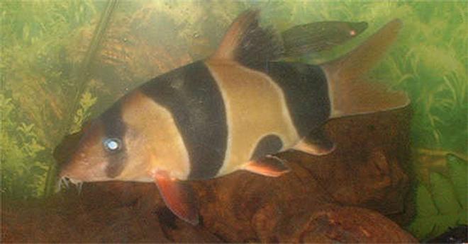 freshwater fish - botia macracantha - clown loach stocking in 110 gallons tank - My 6" fat Clown loach.