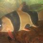 freshwater fish - botia macracantha - clown loach stocking in 110 gallons tank - My 6" fat Clown loach.