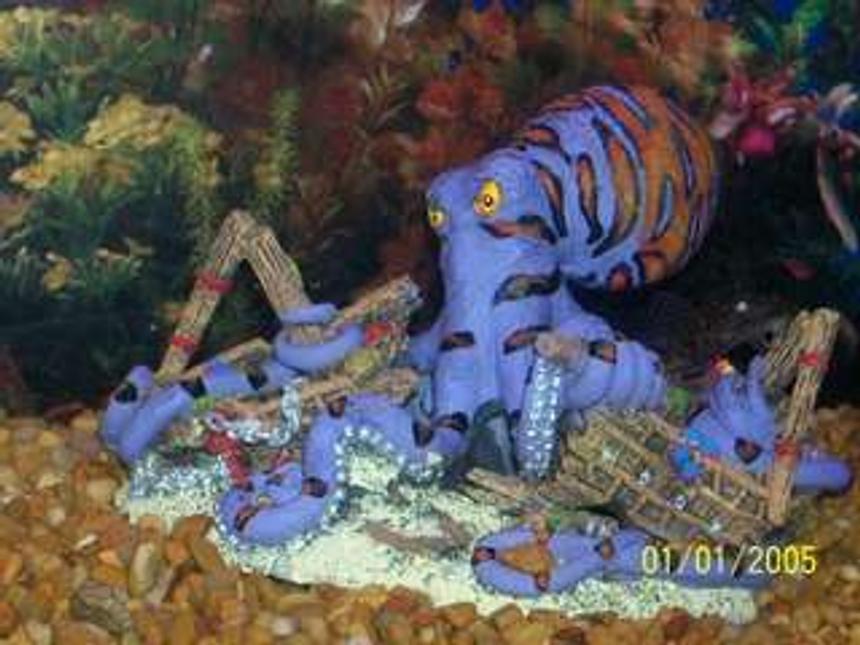 Rated #98: Corals Inverts - Octopus Sp. - Octopus Stocking In 30 Gallons Tank - Octopus tearing up shipwreck and pleco.