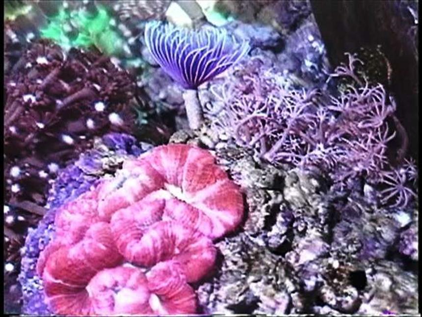 Rated #54: Corals Inverts - Trachyphyllia Geoffroyi - Brain Coral, Trachyphyllia Stocking In 220 Gallons Tank - Purple feather duster worm,  red brain coral, and pumping Xenia.