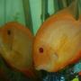 freshwater fish - heros serverus - gold severum stocking in 220 gallons tank - Pair of gold (Cichlasoma severum)