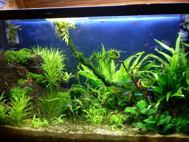 25 gallons planted tank (mostly live plants and fish) - my tank
2 months old