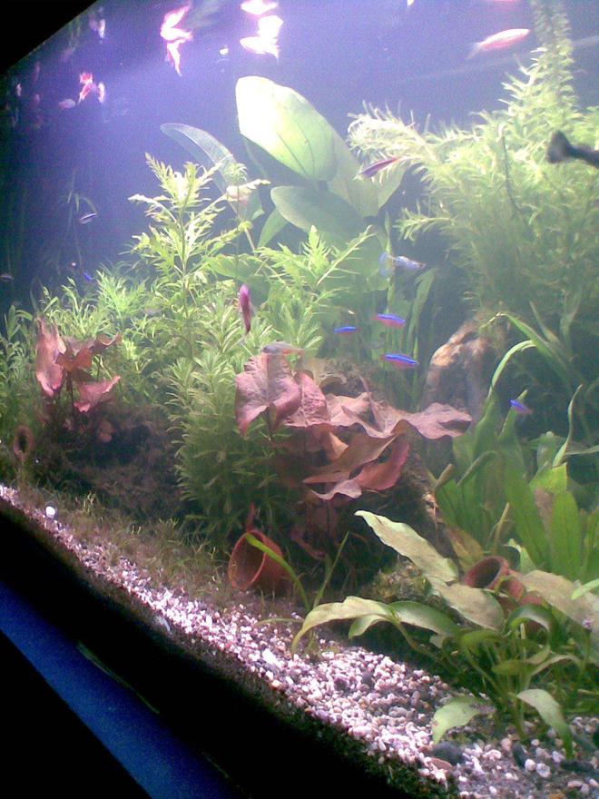 50 gallons planted tank (mostly live plants and fish) - My First Planted Tank