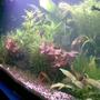 50 gallons planted tank (mostly live plants and fish) - My First Planted Tank