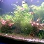 fish tank picture - Pic2