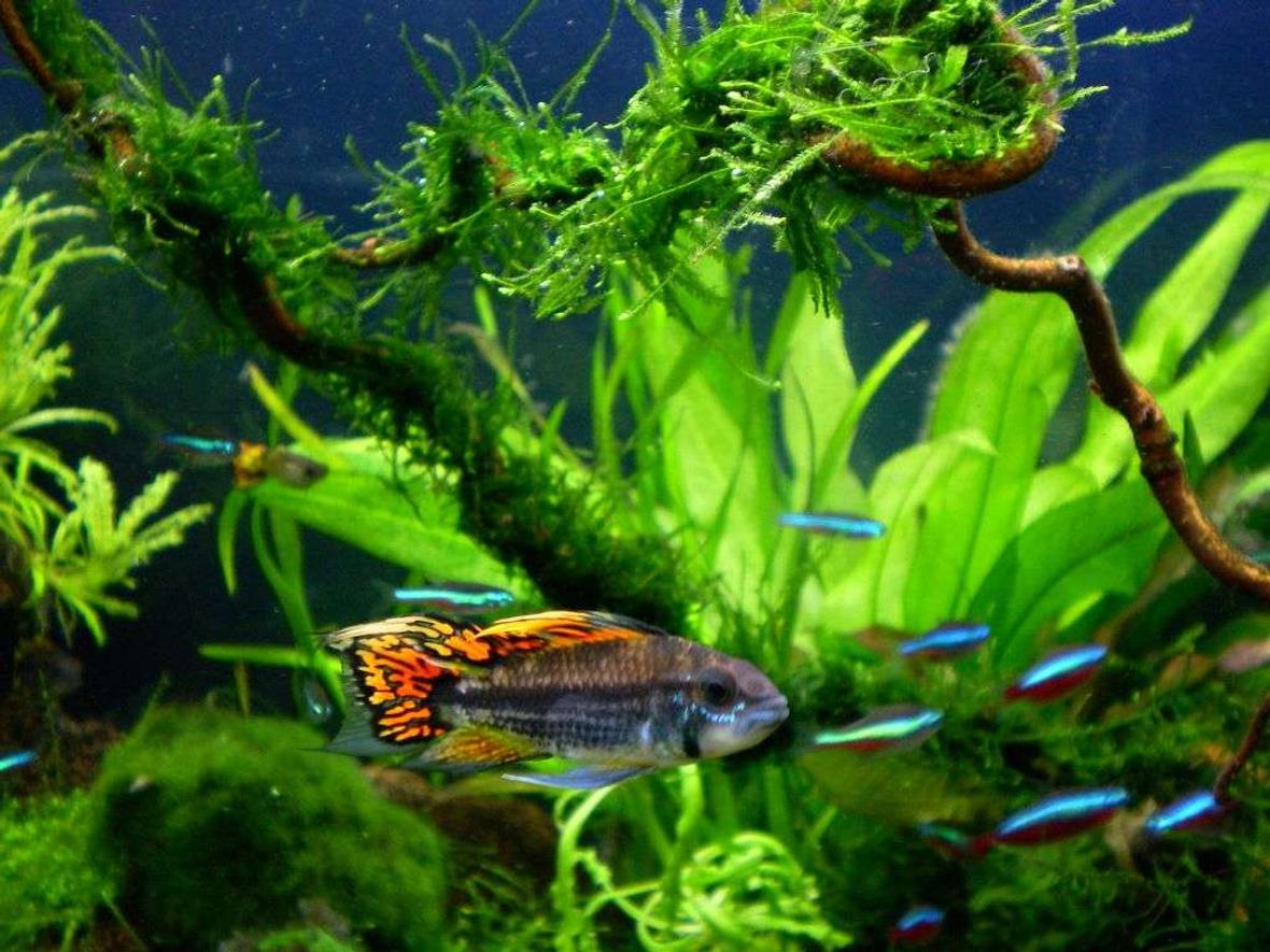 freshwater fish - apistogramma cacatuoides - double full red cockatoo cichlid stocking in 25 gallons tank - apistogramma