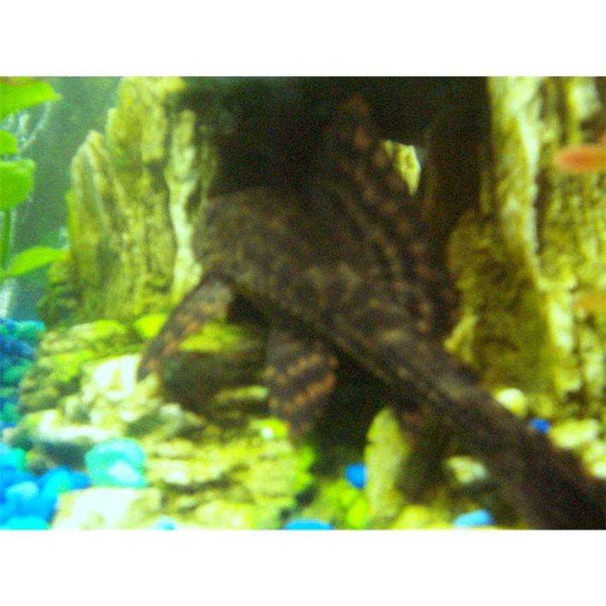 Rated #2437: Freshwater Fish - Glyptoperichthys Gibbiceps - Sailfin Pleco (l-83) Stocking In 25 Gallons Tank - pete the pleco