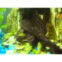 freshwater fish - glyptoperichthys gibbiceps - sailfin pleco (l-83) stocking in 25 gallons tank - pete the pleco
