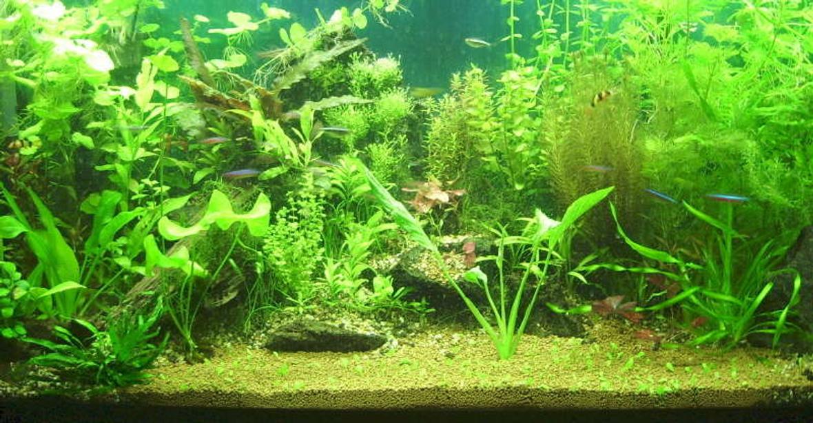 planted tank (mostly live plants and fish) - My Tank. Pre-Glossostigma.