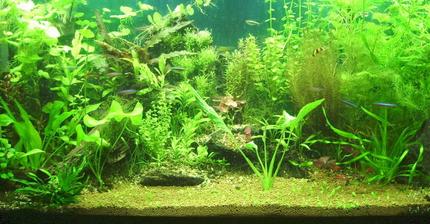 planted tank (mostly live plants and fish) - My Tank. Pre-Glossostigma.