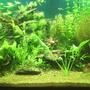 planted tank (mostly live plants and fish) - My Tank. Pre-Glossostigma.